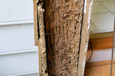 Termitas en puerta.